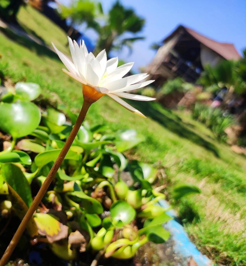 Lotus Sutra Hotel Arambol Exterior photo